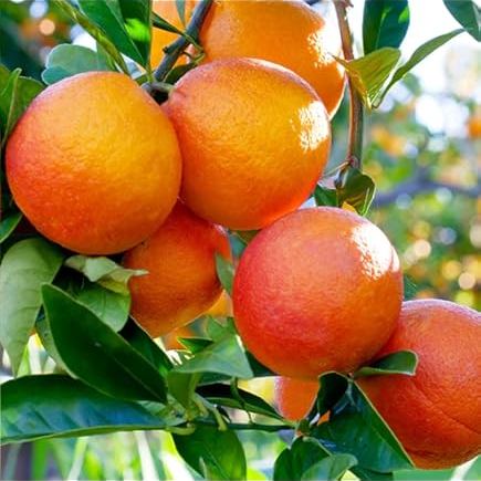 🍊 Blood Orange Seeds – Rare, Vibrant, and Packed with Nutrition