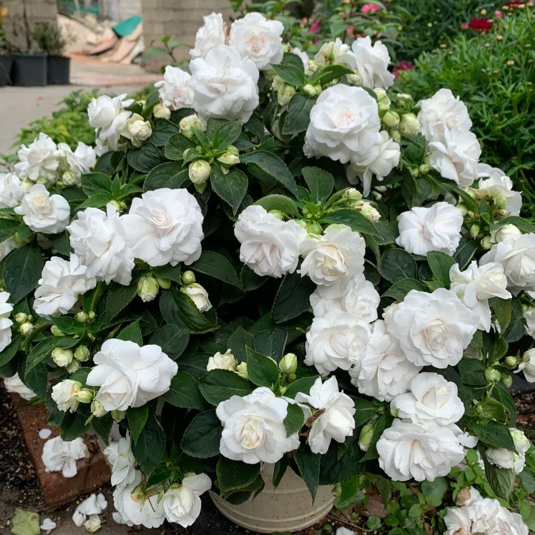 🌸 Double Rose Balsam Seeds – Elegant, Ever-Blooming & Easy to Grow 🌿