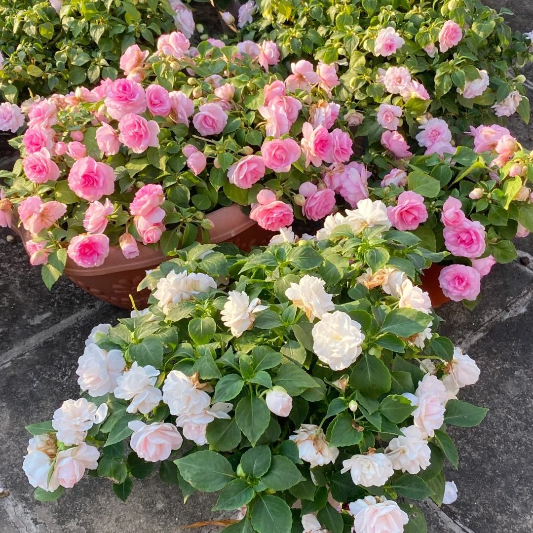 🌸 Double Rose Balsam Seeds – Elegant, Ever-Blooming & Easy to Grow 🌿