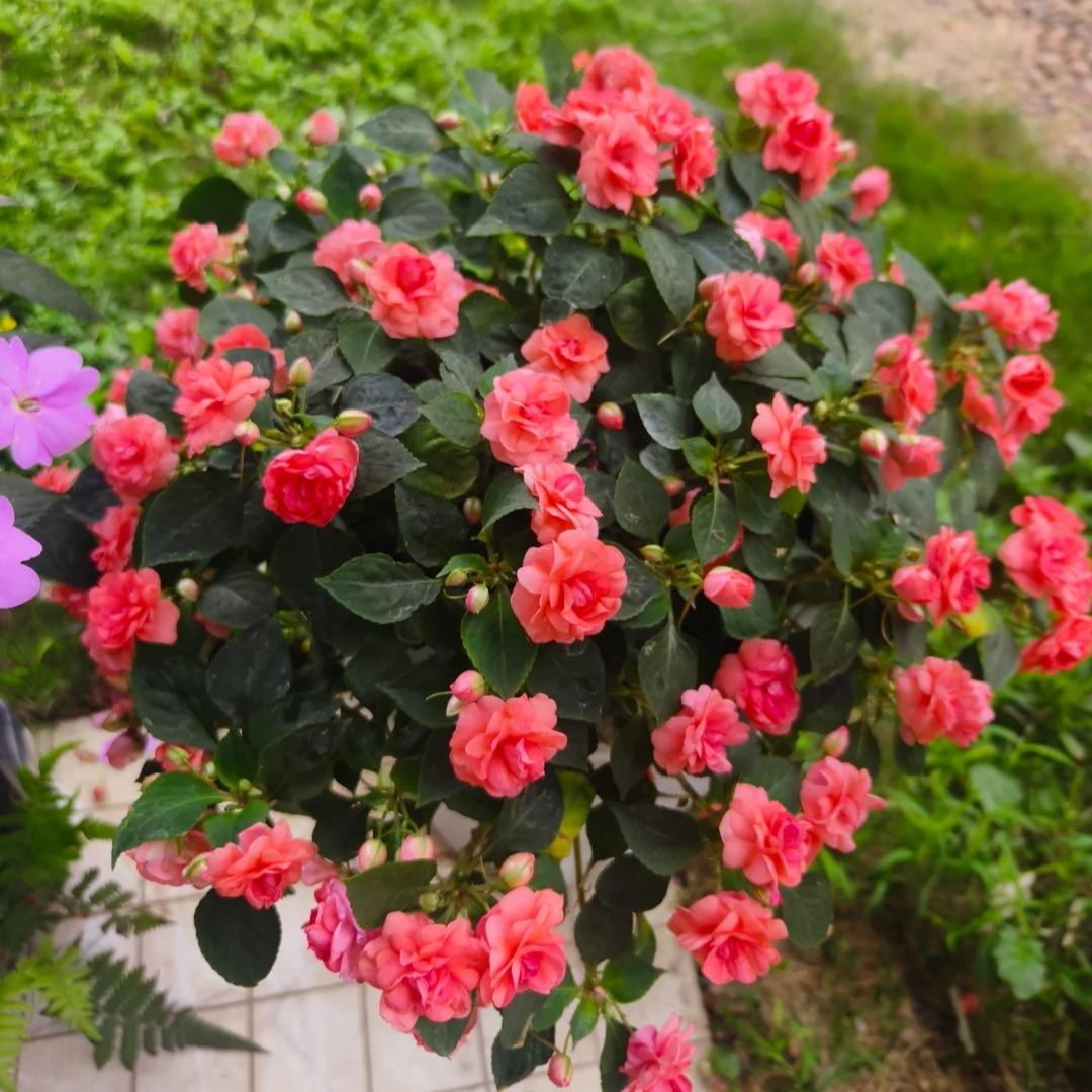 🌸 Double Rose Balsam Seeds – Elegant, Ever-Blooming & Easy to Grow 🌿