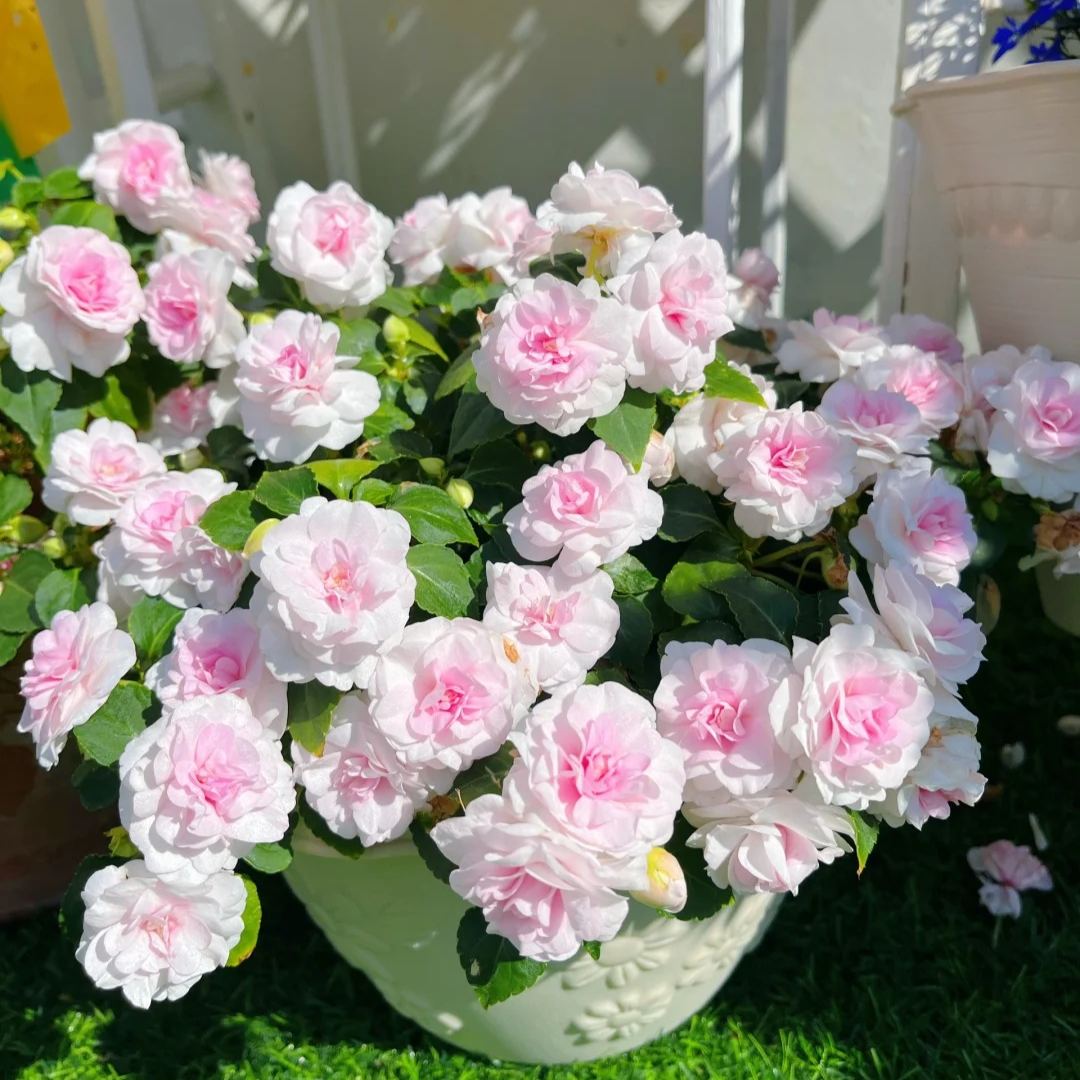 🌸 Double Rose Balsam Seeds – Elegant, Ever-Blooming & Easy to Grow 🌿