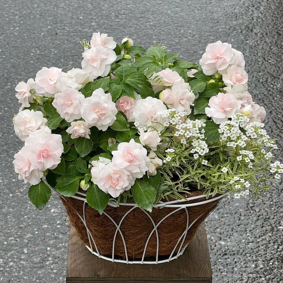 🌸 Double Rose Balsam Seeds – Elegant, Ever-Blooming & Easy to Grow 🌿