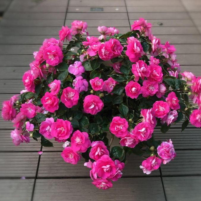 🌸 Double Rose Balsam Seeds – Elegant, Ever-Blooming & Easy to Grow 🌿