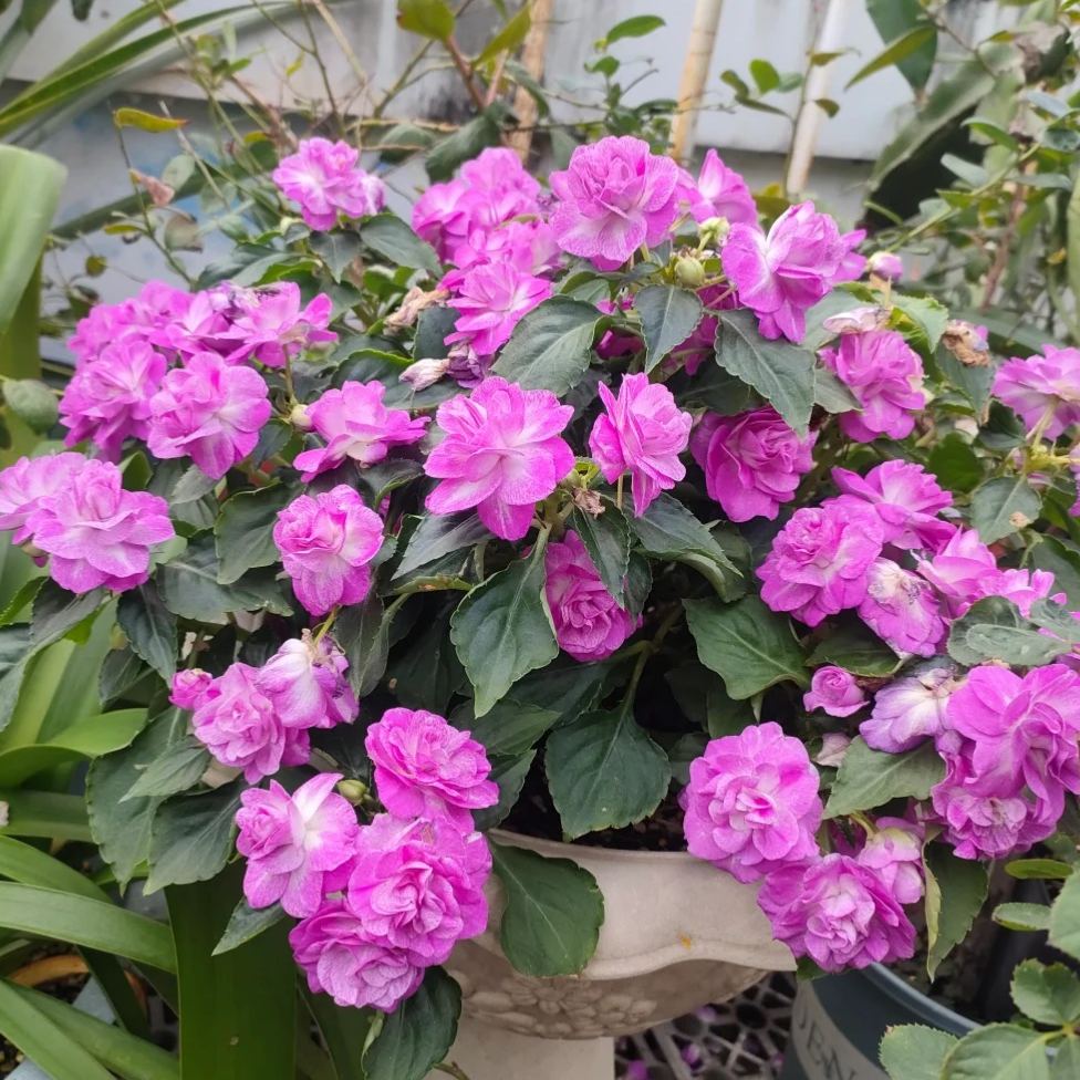 🌸 Double Rose Balsam Seeds – Elegant, Ever-Blooming & Easy to Grow 🌿