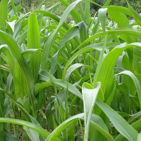 🌿Hybrid Sorghum-Sudan Grass King✅High-Yielding Forage