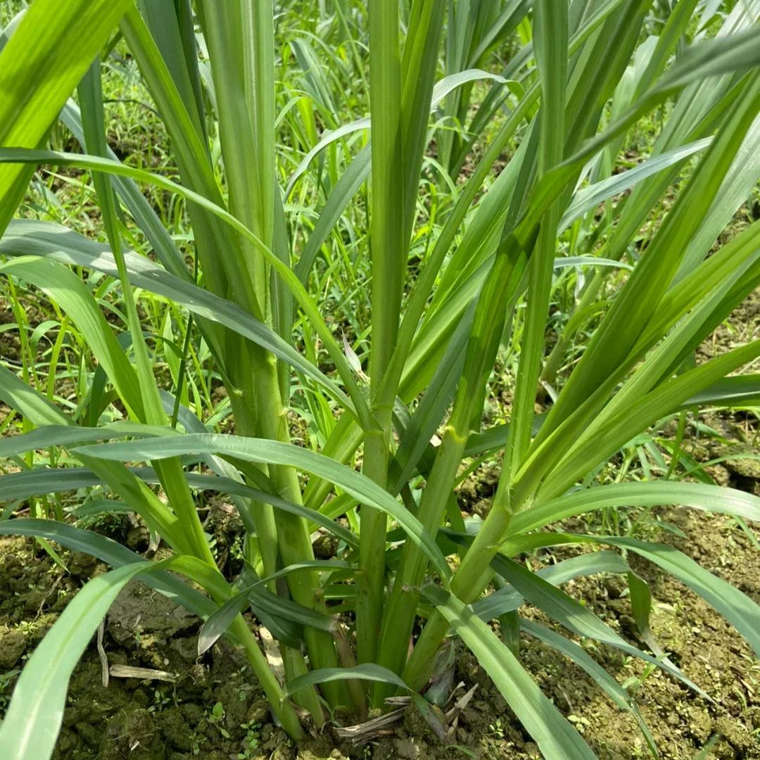 🌿Hybrid Sorghum-Sudan Grass King✅High-Yielding Forage