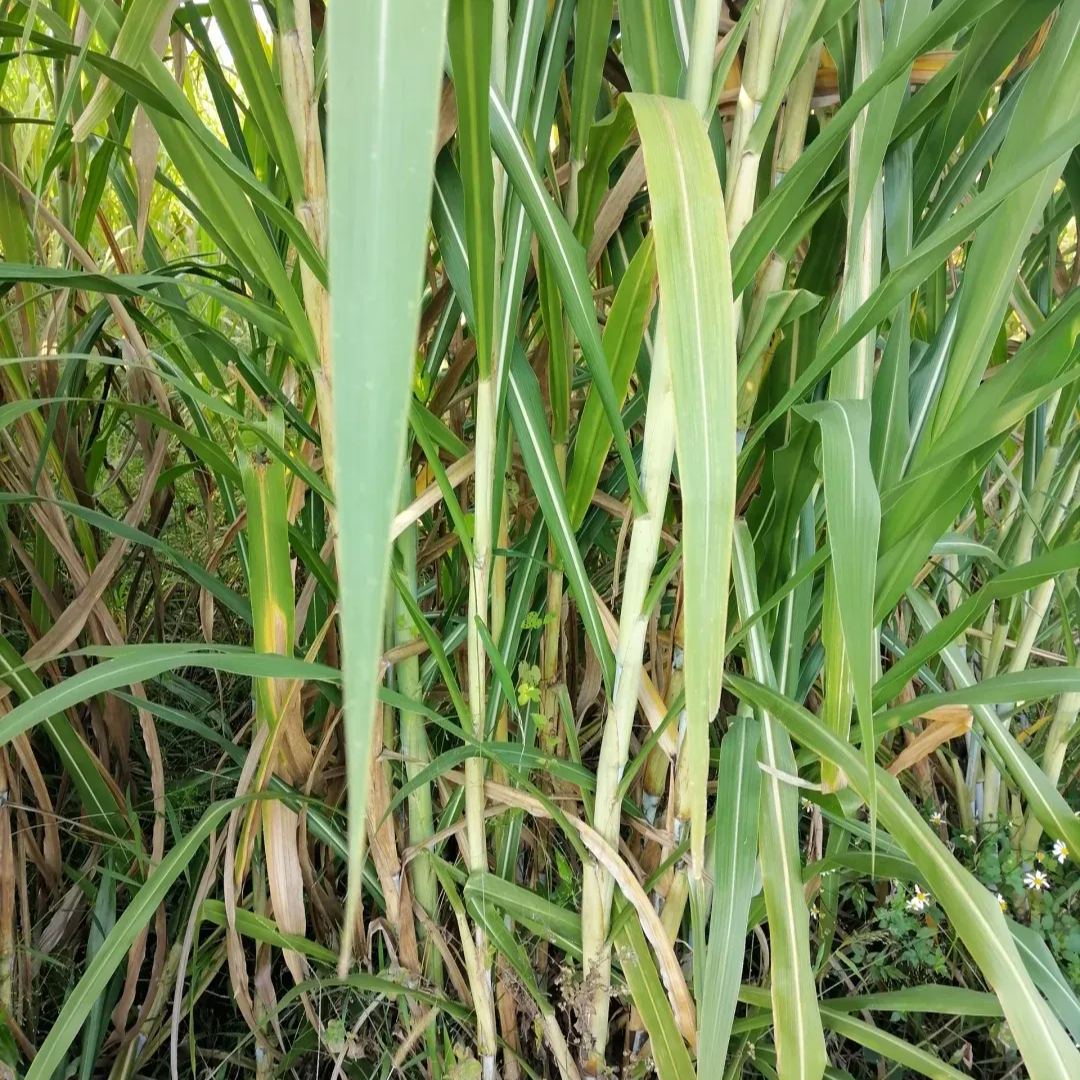 🌿Hybrid Sorghum-Sudan Grass King✅High-Yielding Forage
