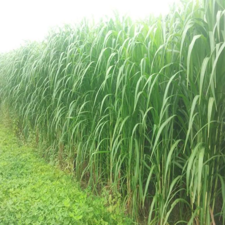 🌿Hybrid Sorghum-Sudan Grass King✅High-Yielding Forage