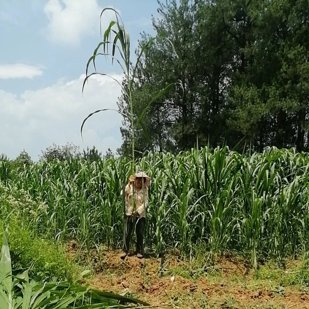 🌿Hybrid Sorghum-Sudan Grass King✅High-Yielding Forage