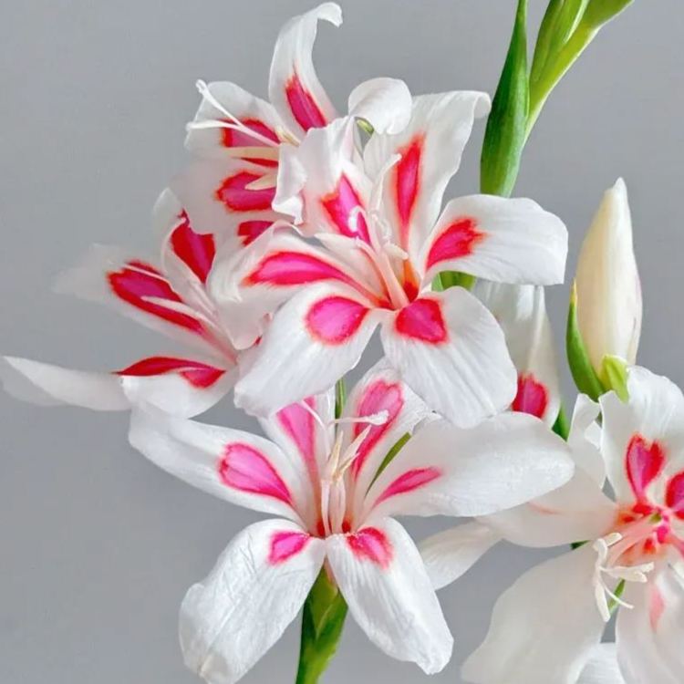 Rare Multi-Colored Gladiolus Bulbs