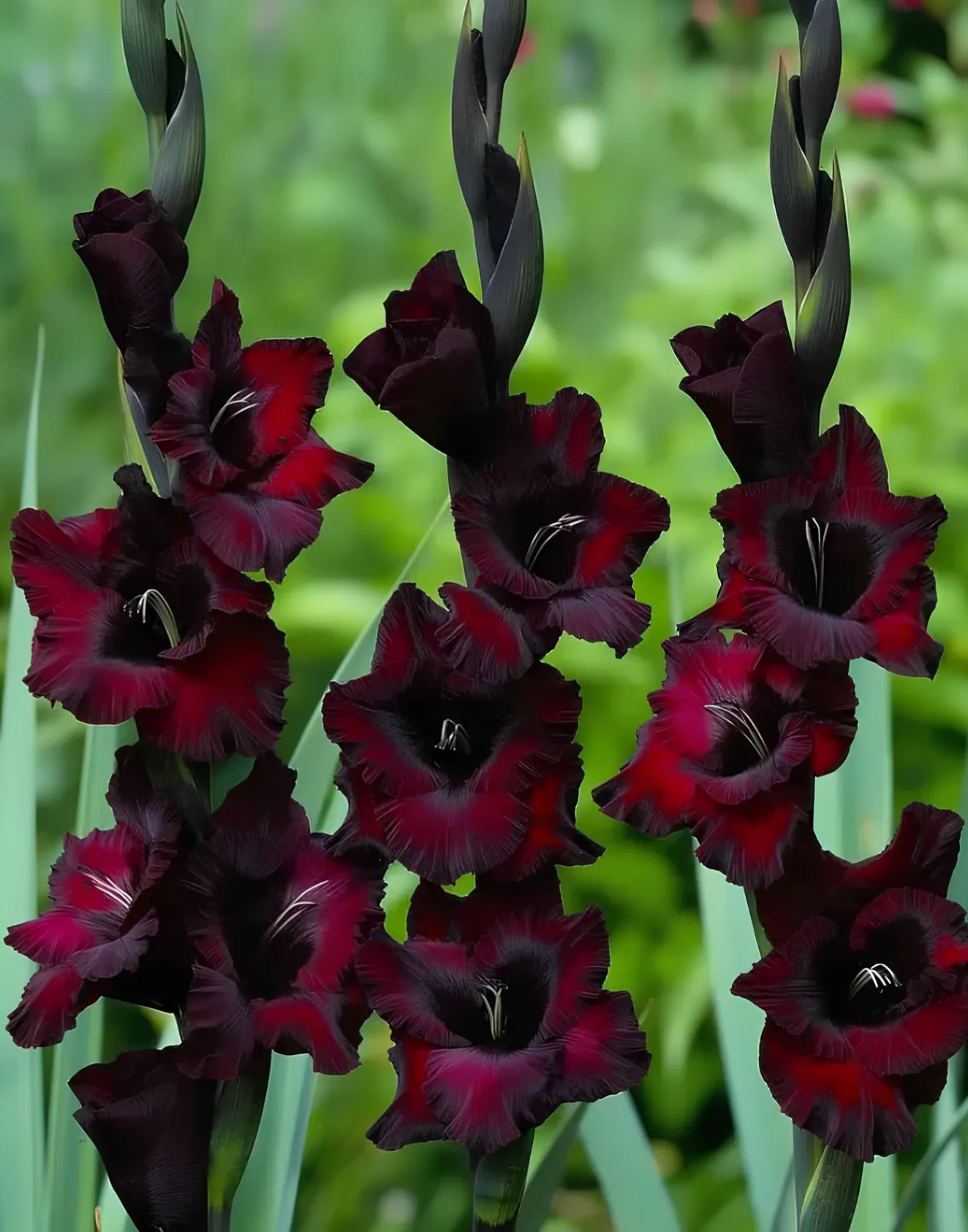 Rare Multi-Colored Gladiolus Bulbs