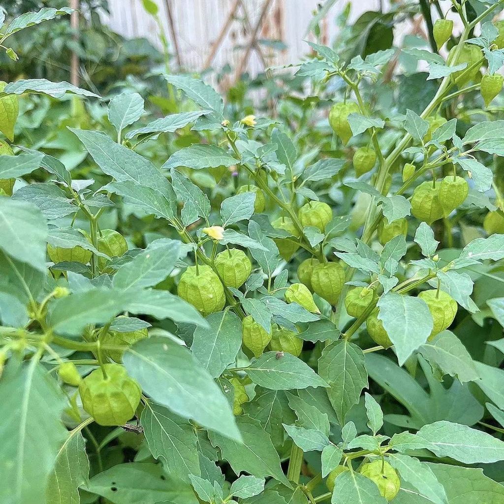Creamy Golden Berry Fruit Seeds