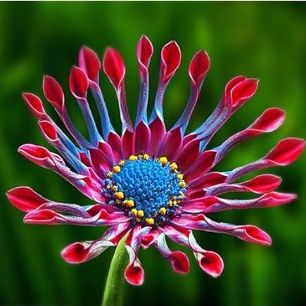 🌿 Rare Blue Daisy Plants – Stunning, Easy-to-Grow, and Long-Blooming! 💙🌼