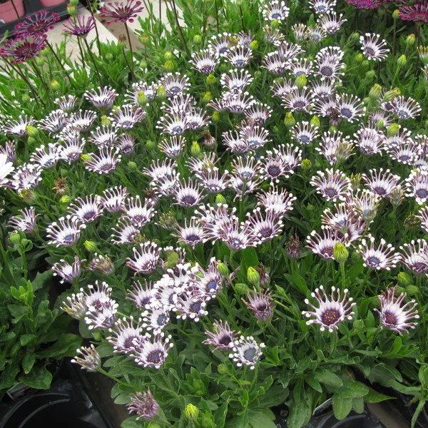 🌿 Rare Blue Daisy Plants – Stunning, Easy-to-Grow, and Long-Blooming! 💙🌼