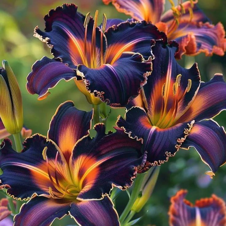 🌸 Rare Exquisite Lily Bulbs