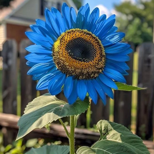 🌻 Enchanting Giant Sunflower Seeds – Towering Beauty for Your Garden! 🌻