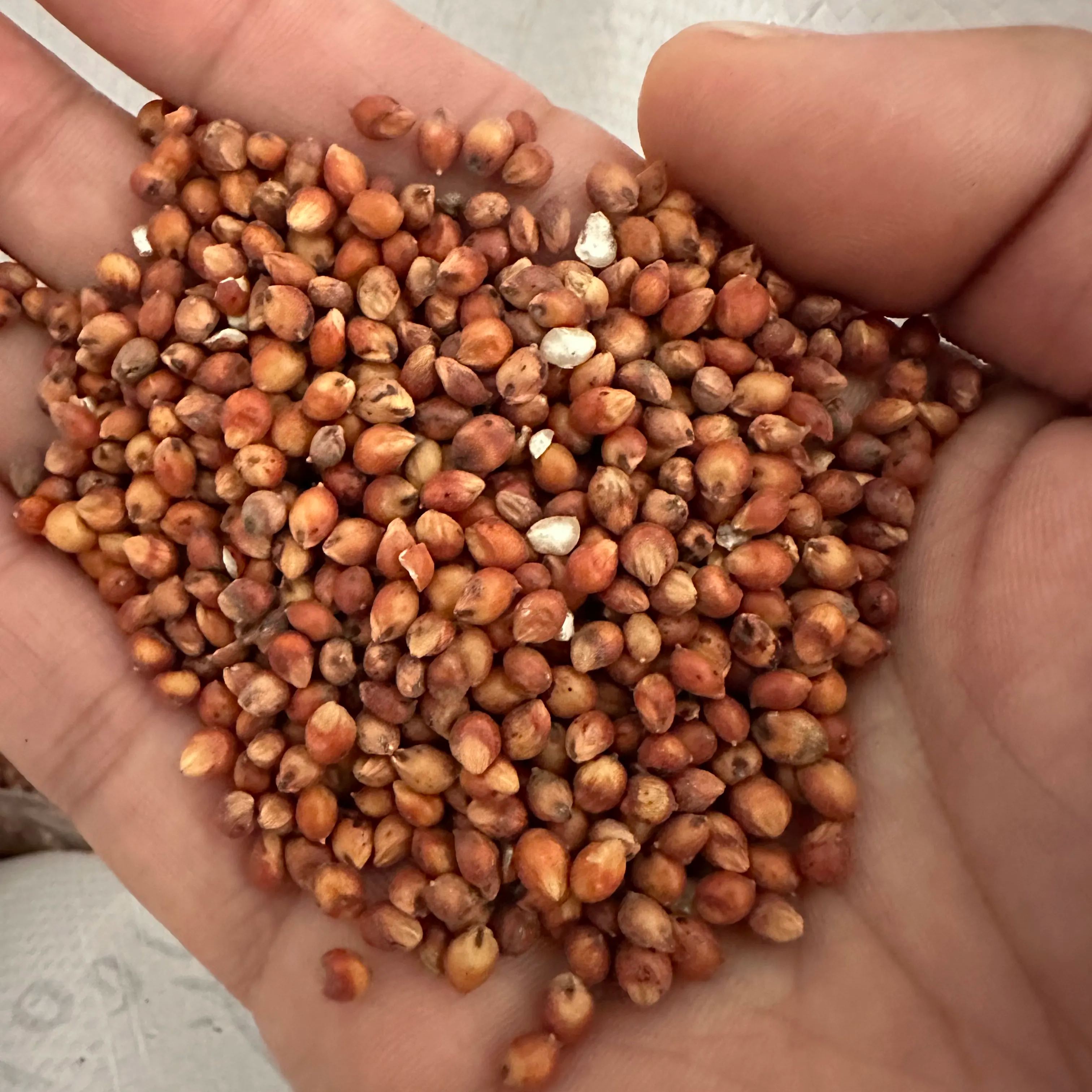 🌱 Grow Your Own Sugarcane – High Germination Seeds ✨ for Easy Home Gardens 🌿!