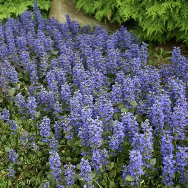 🌿 Ajuga Reptans Seeds – The Perfect Ground Cover for Any Garden! 🌸✨