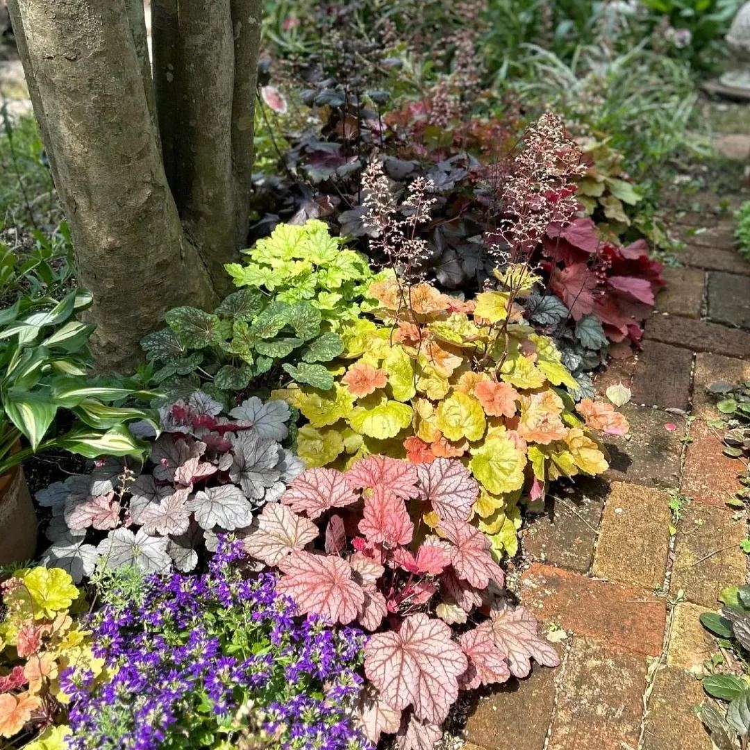 Mixed Rainbow Alum Root Seeds – 🌈 A Stunning Addition to Your Garden!