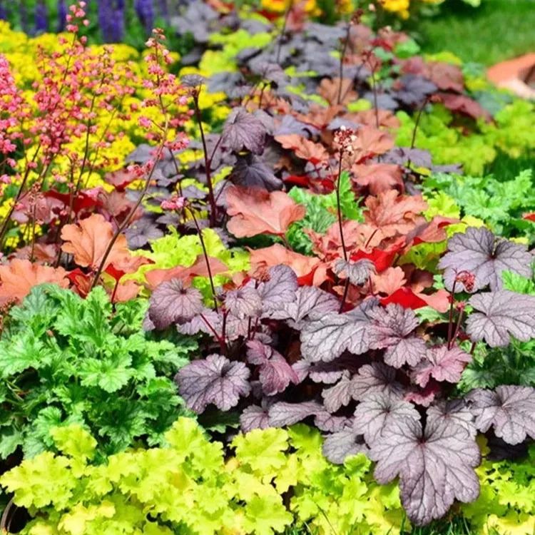 Mixed Rainbow Alum Root Seeds – 🌈 A Stunning Addition to Your Garden!