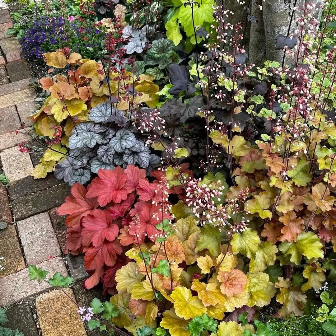 Mixed Rainbow Alum Root Seeds – 🌈 A Stunning Addition to Your Garden!