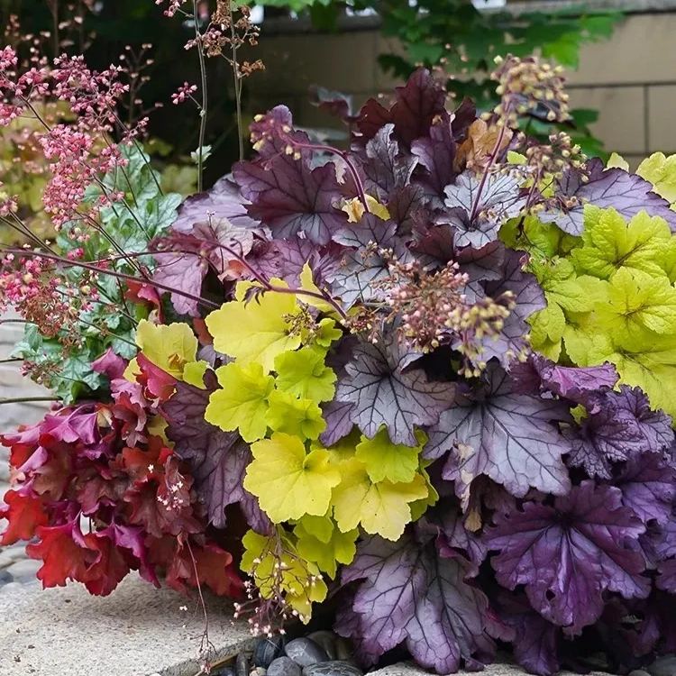 Mixed Rainbow Alum Root Seeds – 🌈 A Stunning Addition to Your Garden!