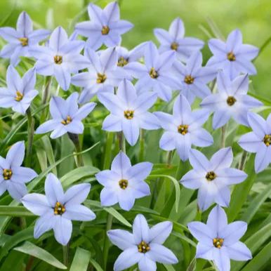 Ipheion uniflorum - Spring Starflower Seeds