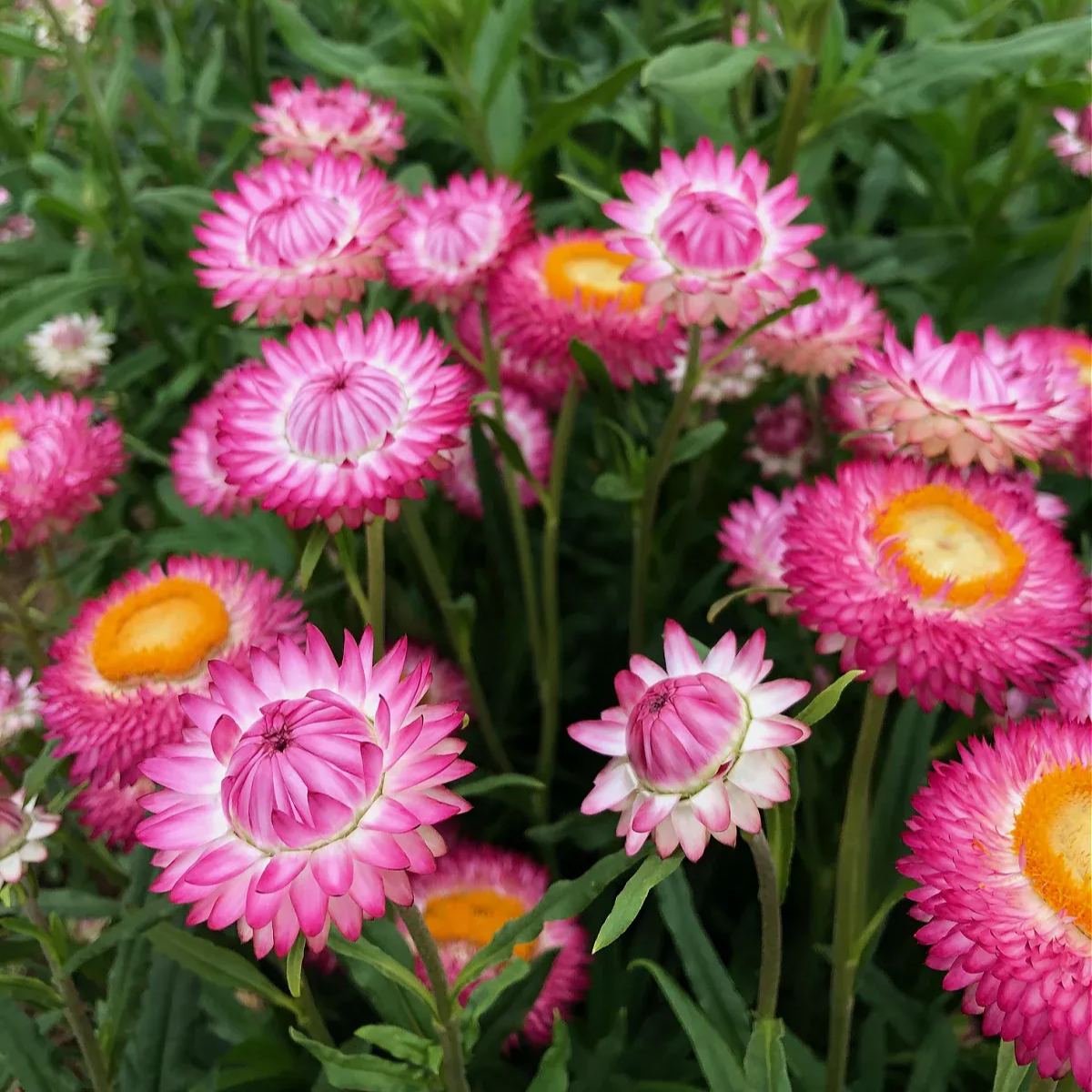 🌼 Strawflower Seeds – Everlasting Beauty for Your Garden! ✨