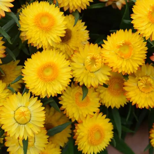 🌼 Strawflower Seeds – Everlasting Beauty for Your Garden! ✨