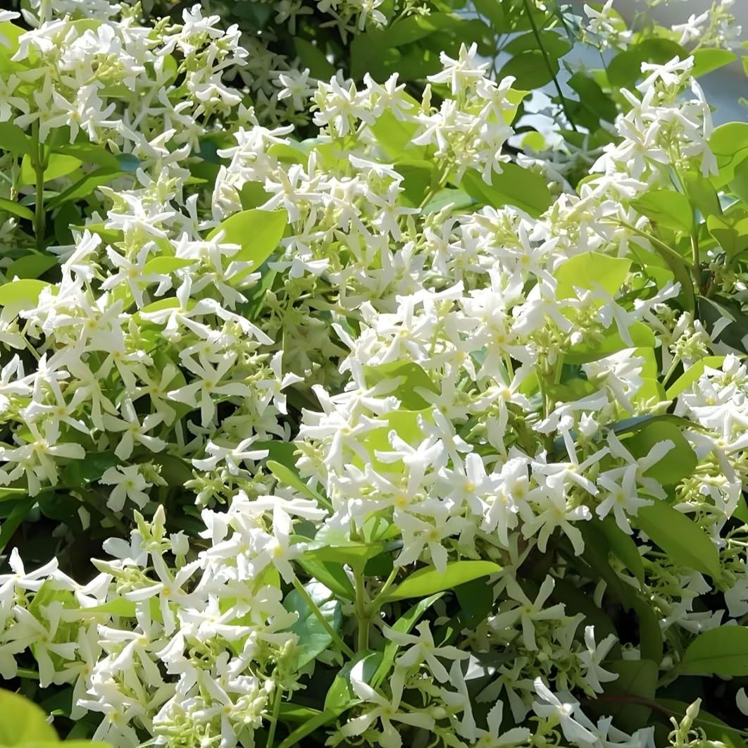 Windmill Jasmine Seeds