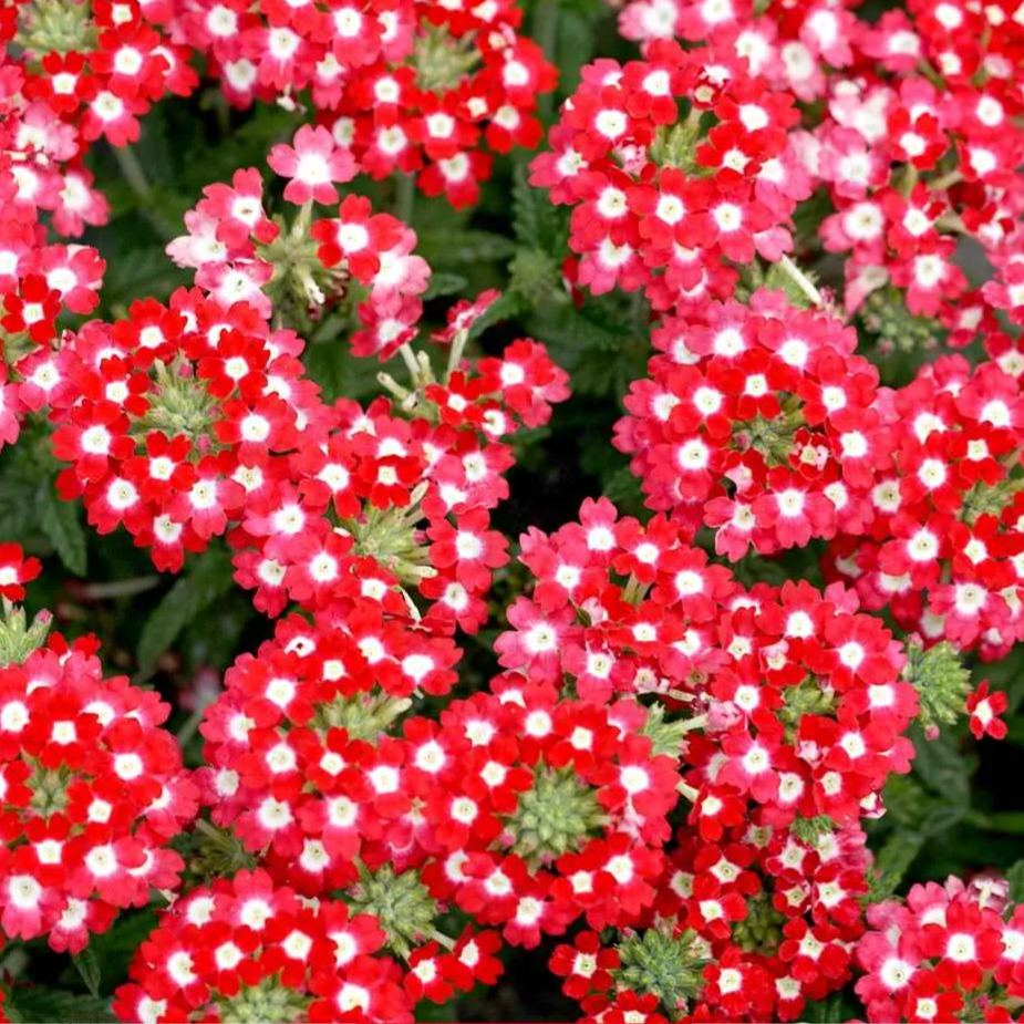 Verbena Seeds