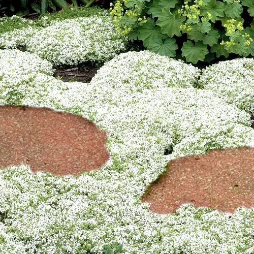 Creeping Thyme Seeds – The Perfect Ground Cover for a Vibrant Garden!