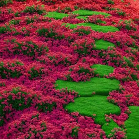 Creeping Thyme Seeds – The Perfect Ground Cover for a Vibrant Garden!
