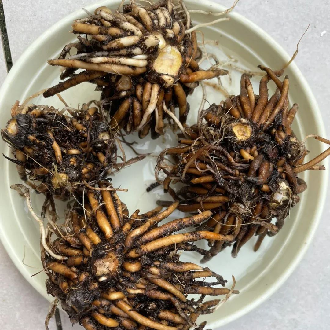 🦋 Butterfly Ranunculus Bulbs🌸