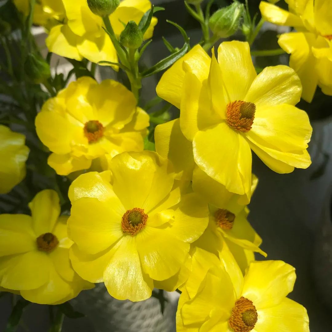 🦋 Butterfly Ranunculus Bulbs🌸