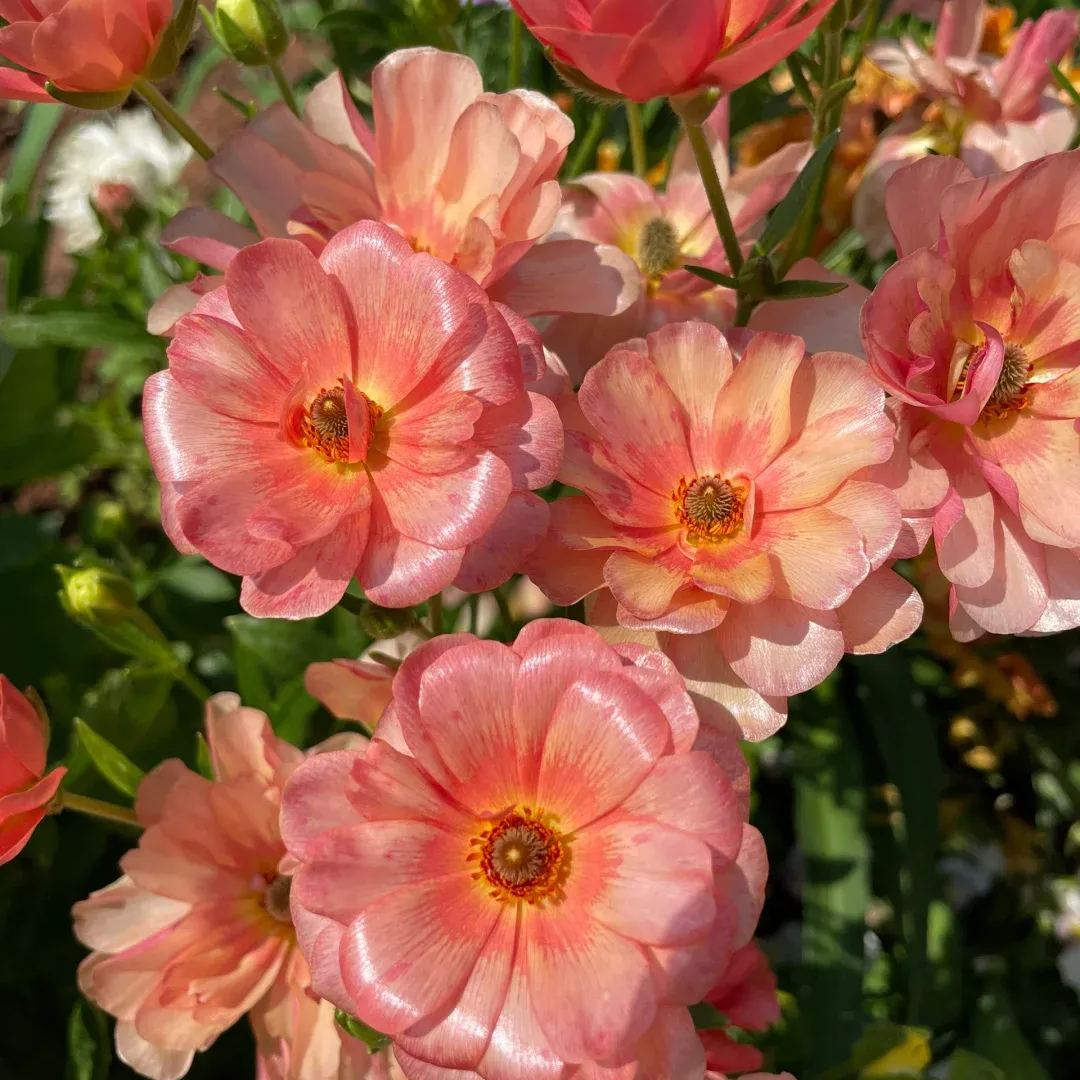 🦋 Butterfly Ranunculus Bulbs🌸