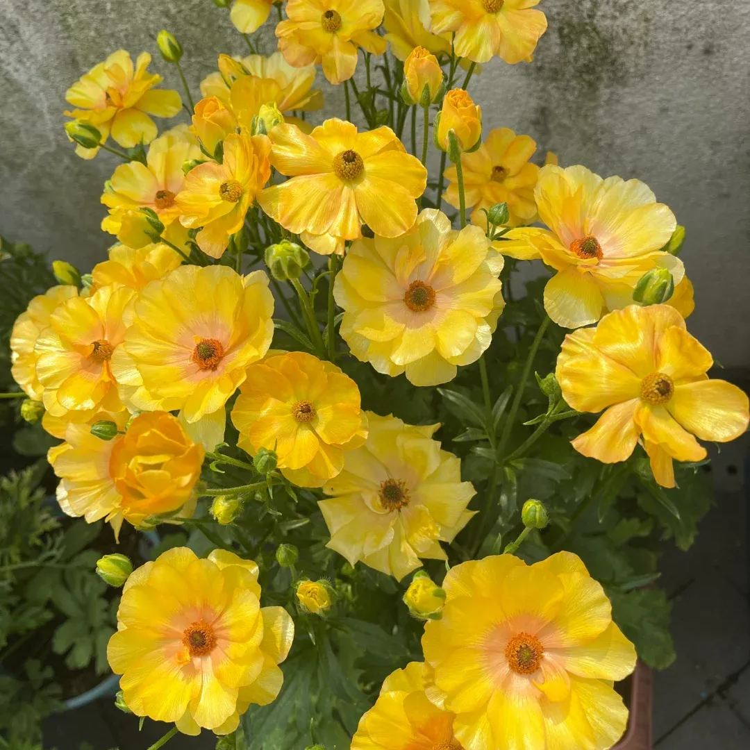 🦋 Butterfly Ranunculus Bulbs🌸
