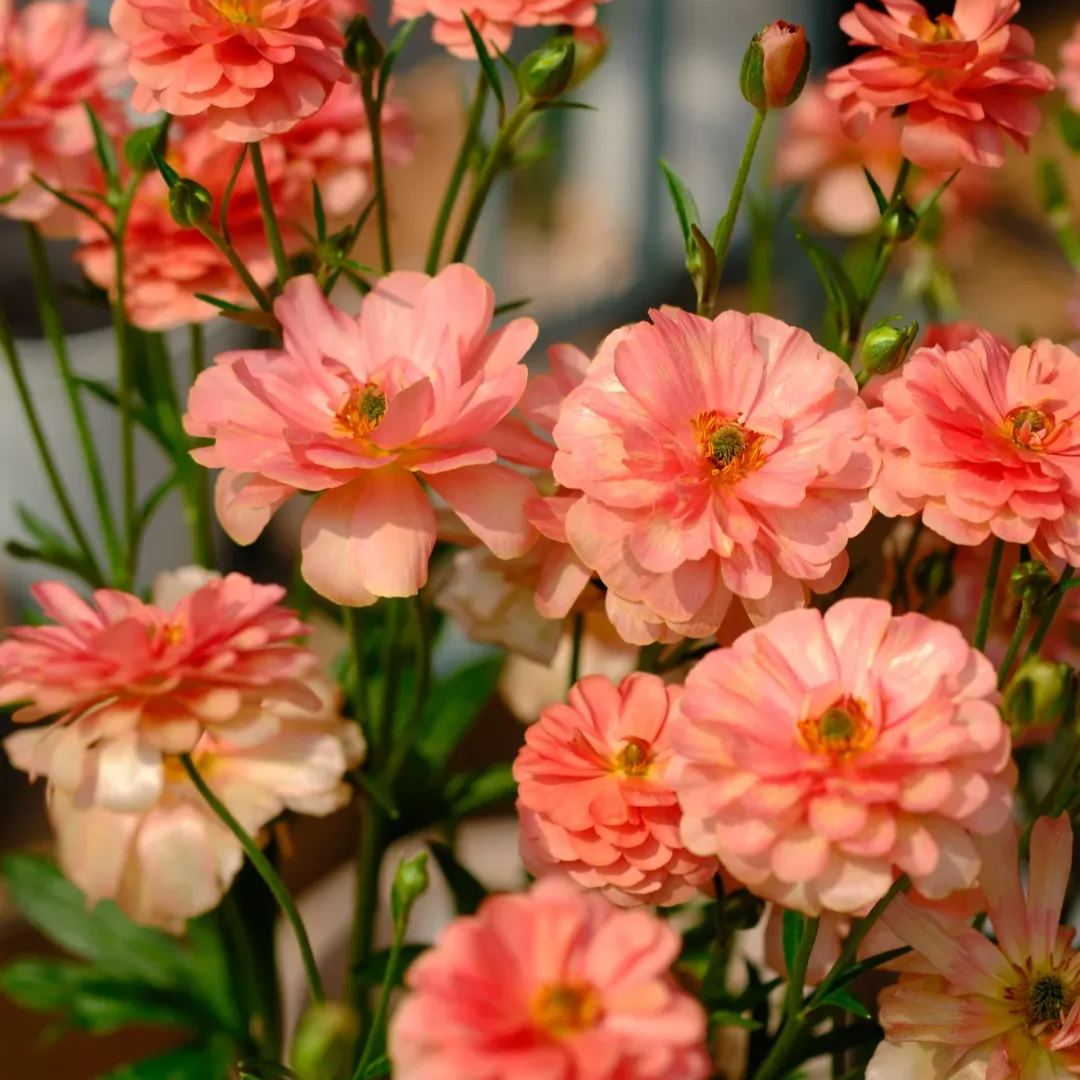 🦋 Butterfly Ranunculus Bulbs🌸