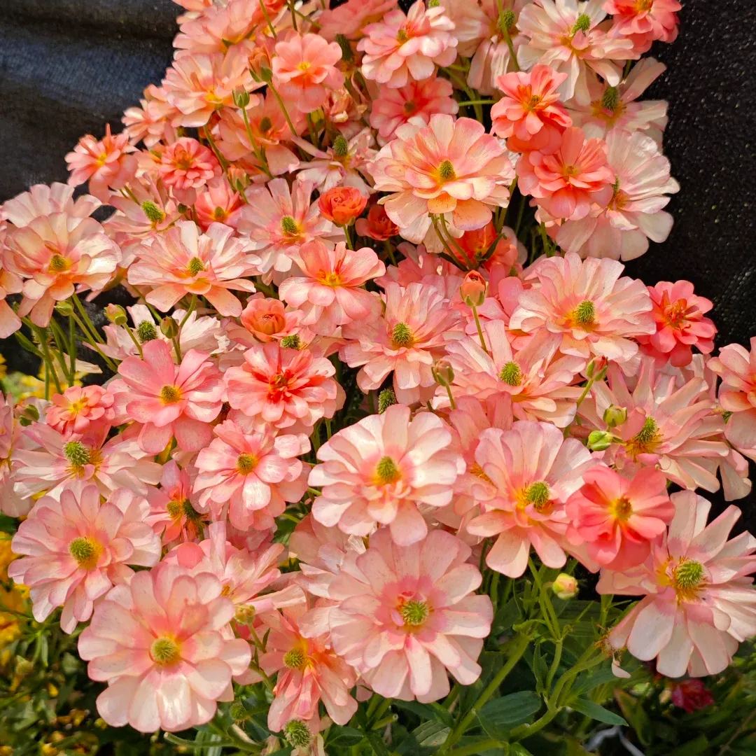 🦋 Butterfly Ranunculus Bulbs🌸