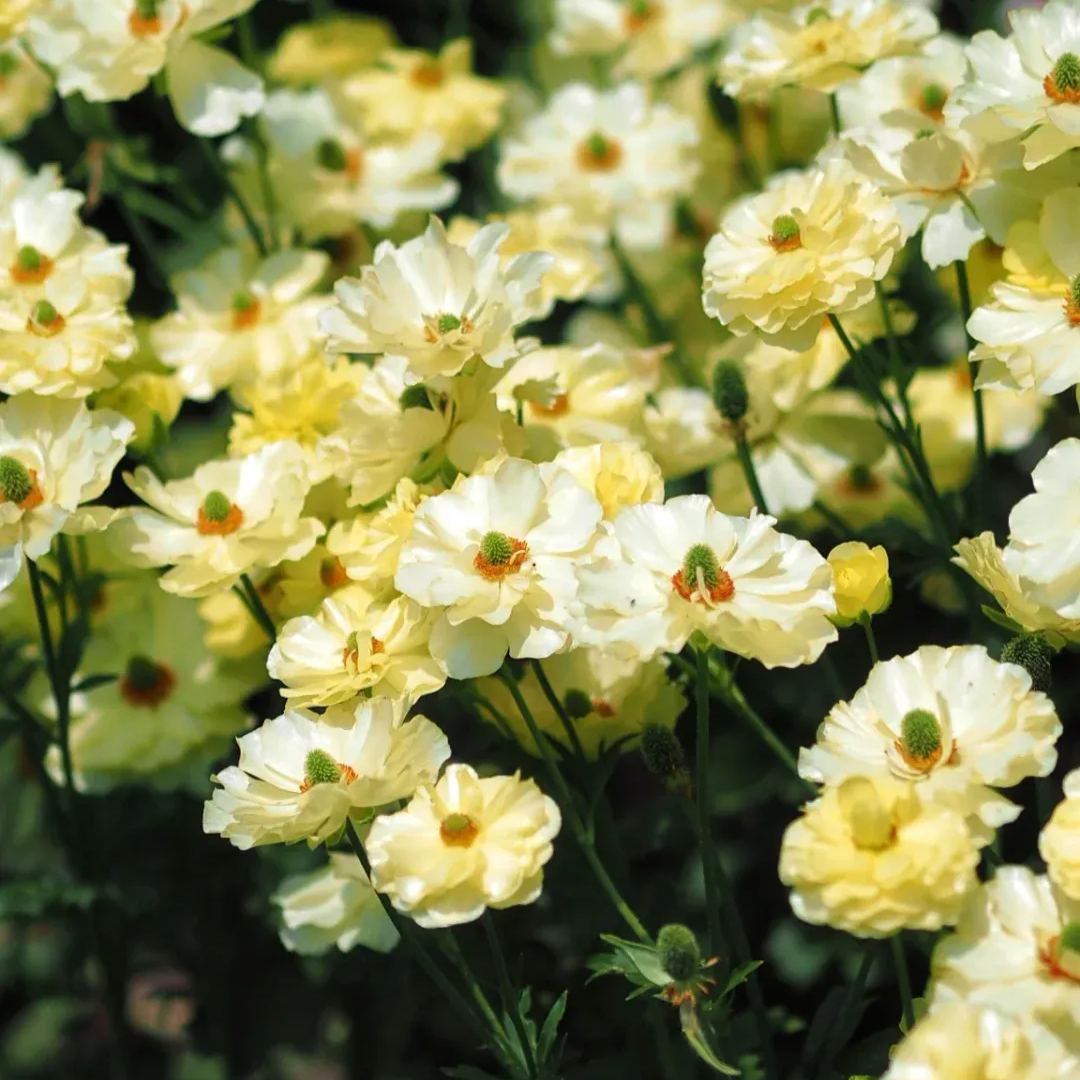 🦋 Butterfly Ranunculus Bulbs🌸