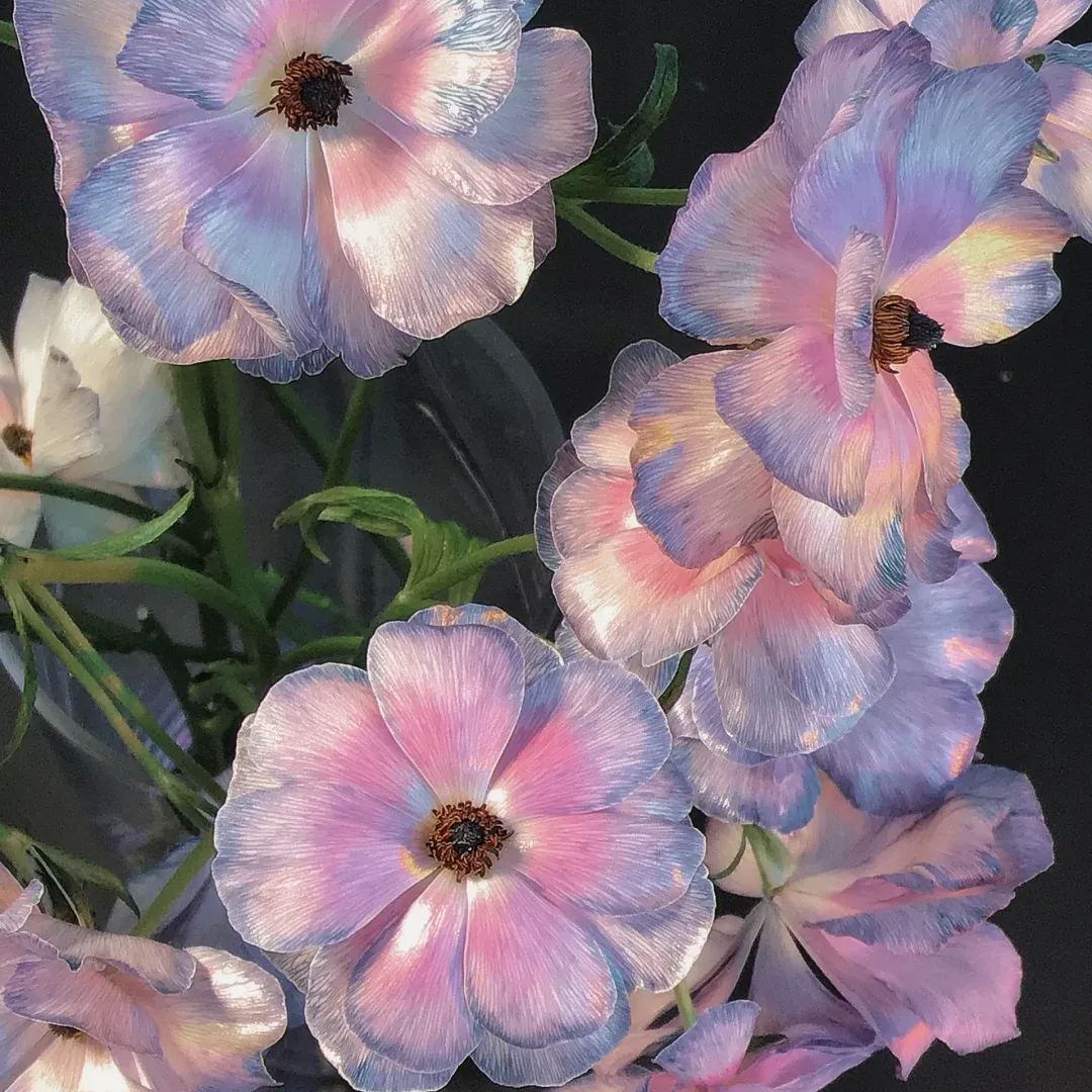 🦋 Butterfly Ranunculus Bulbs🌸