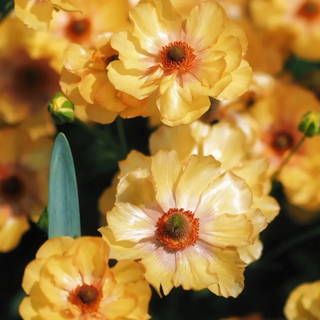 🦋 Butterfly Ranunculus Bulbs🌸