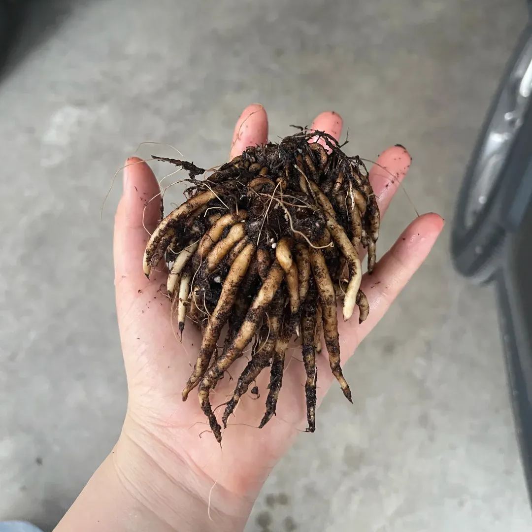 🦋 Butterfly Ranunculus Bulbs🌸