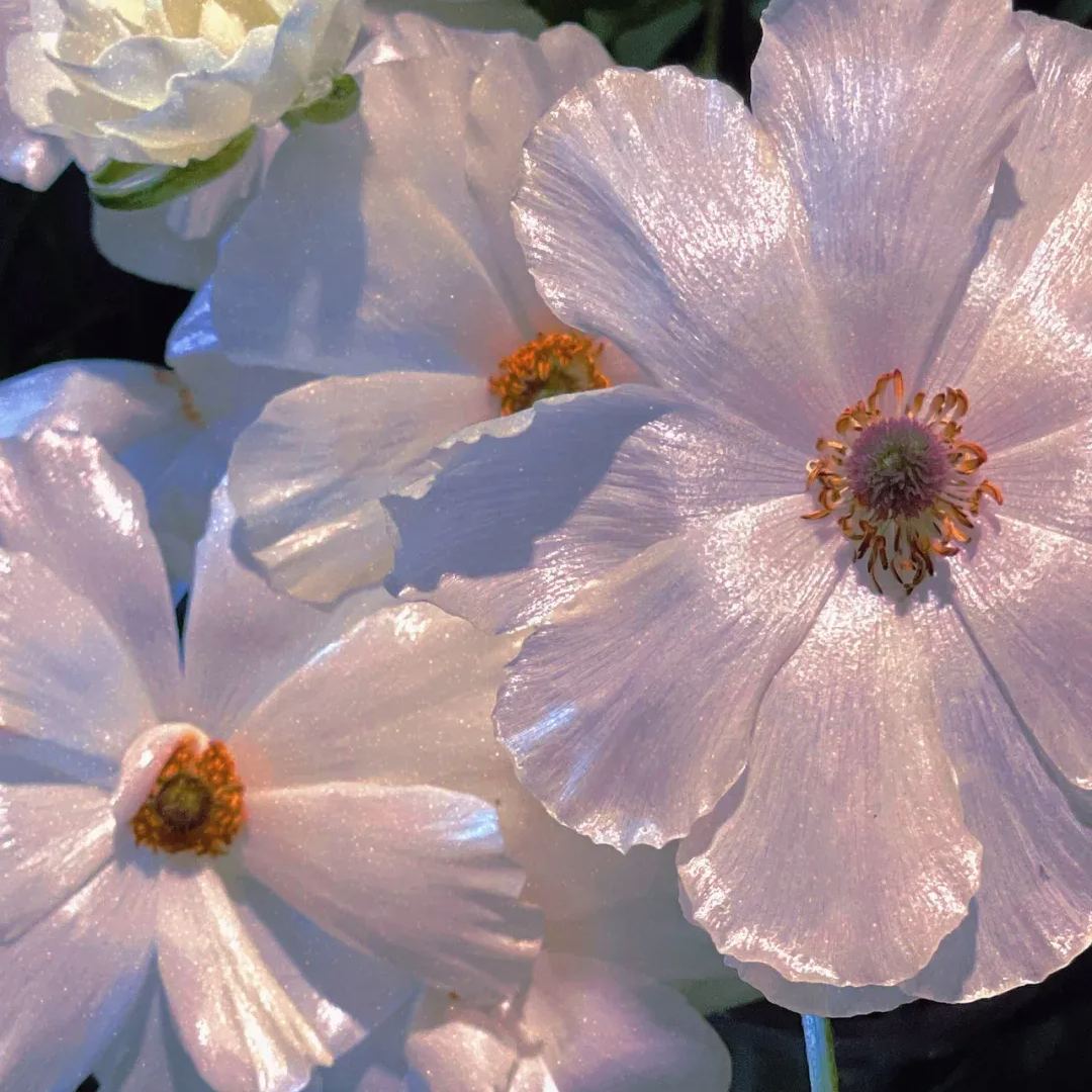🦋 Butterfly Ranunculus Bulbs🌸