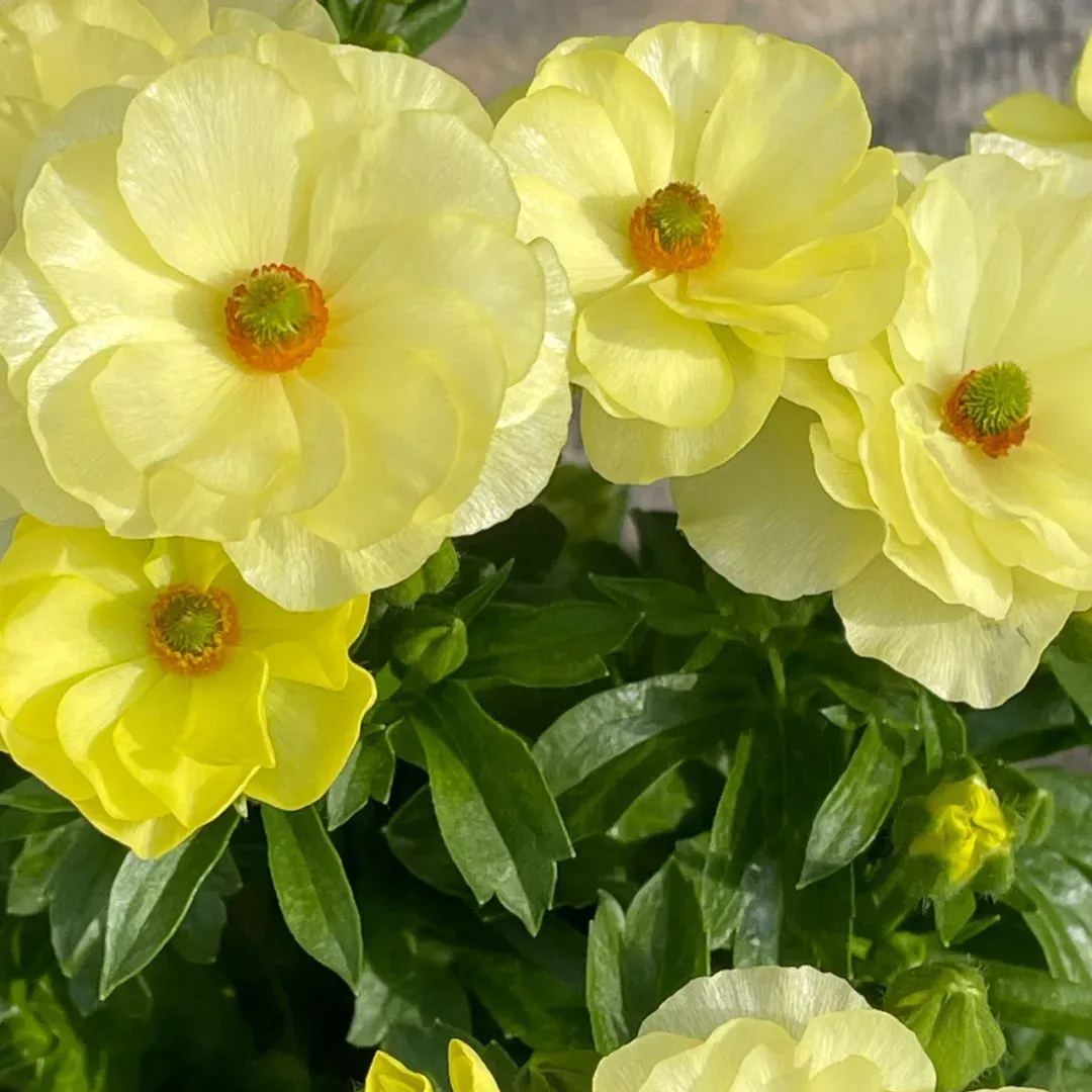 🦋 Butterfly Ranunculus Bulbs🌸