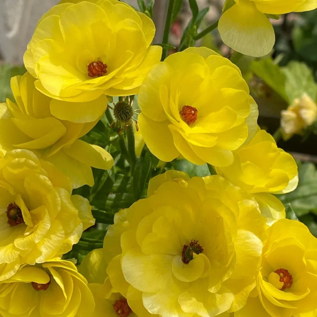 🦋 Butterfly Ranunculus Bulbs🌸