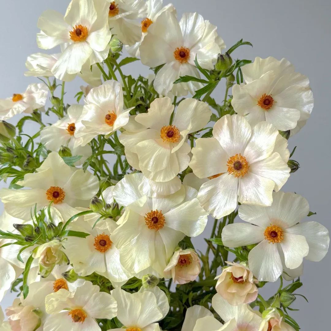 🦋 Butterfly Ranunculus Bulbs🌸