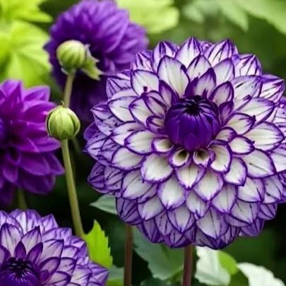 Rare Dahlias#11