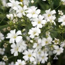 100pcs Gypsophila seeds Baby’s Breath Gypsophila