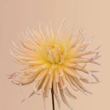 APRICOT STAR-chloriseeds